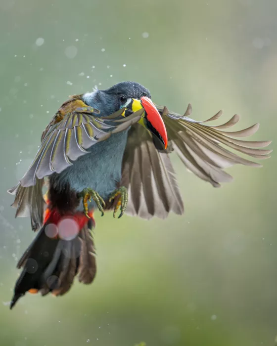 PEREZ, Lisandro: Gray-breasted Mountain-Toucan