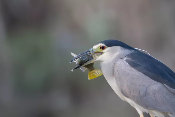 Wilson, Guy: Afternoon Catch