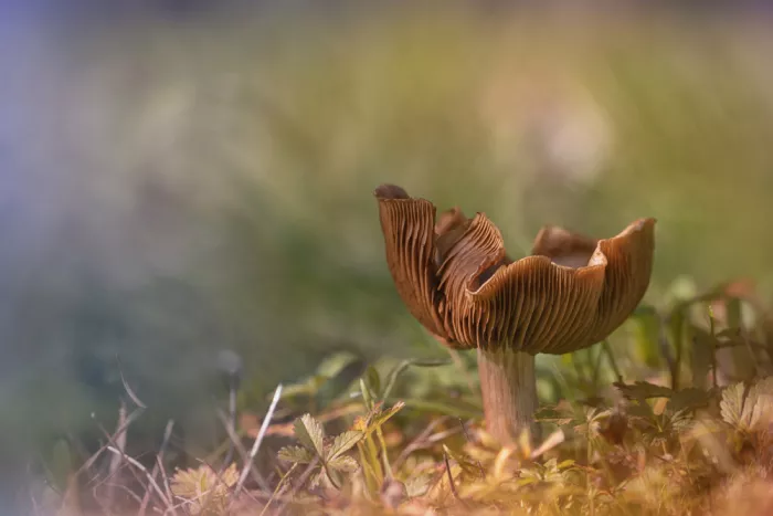 Daminelli, Fabrizio: Cortinarius orellanus