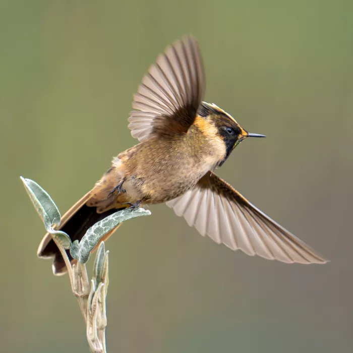 PEREZ, Lisandro: Green-bearded helmetcrest