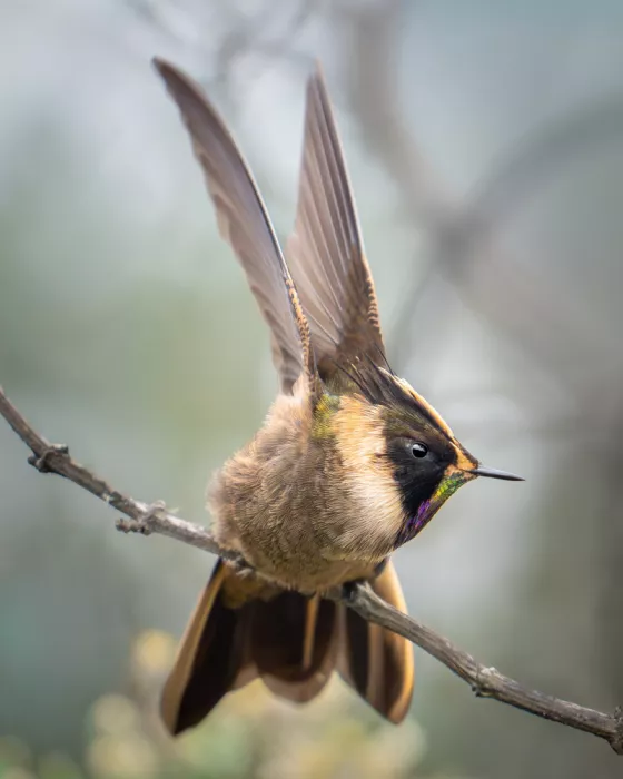 PEREZ, Lisandro: Green-bearded helmetcrest