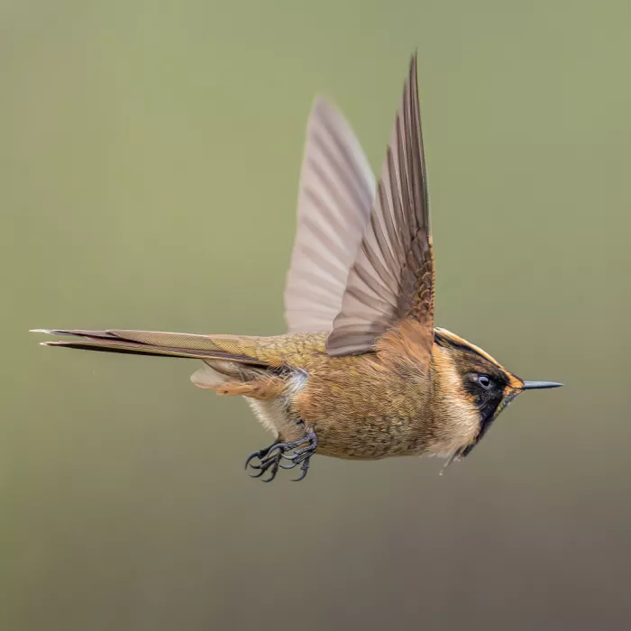 PEREZ, Lisandro: Green-bearded helmetcrest
