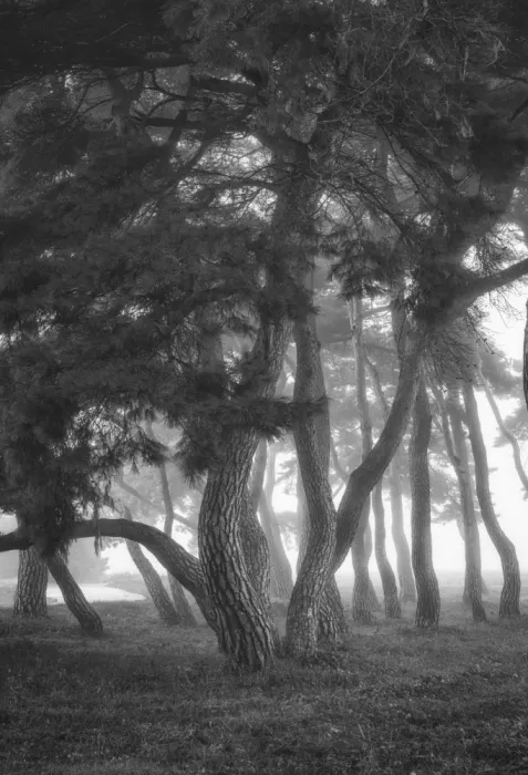 Seo, Tiger: Dancing in the fog