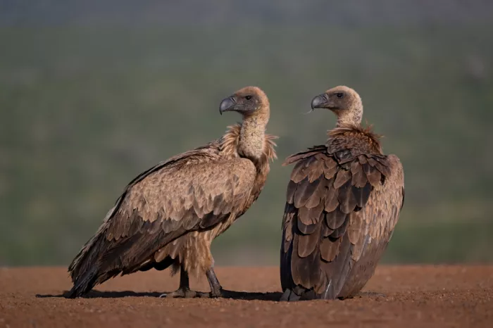 Pozzi, Marco: Griffons