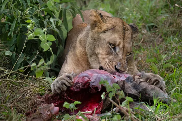 Pozzi, Marco: Wild Lunch