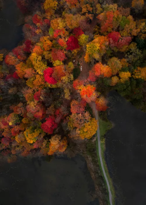 Lu, Ling: A Bouquet of Golden Autumn
