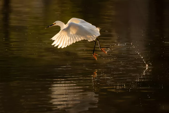 Xu, Sheila: A Dancing Snowy Egret