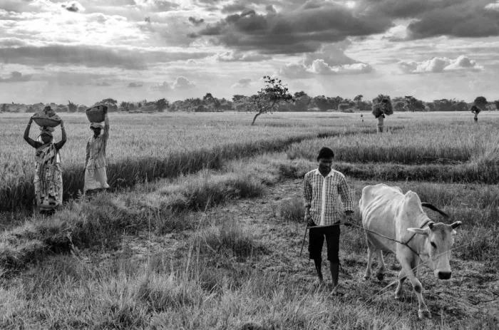 Chakraborty, Sudipta: La vida cotidiana en Bengala rural