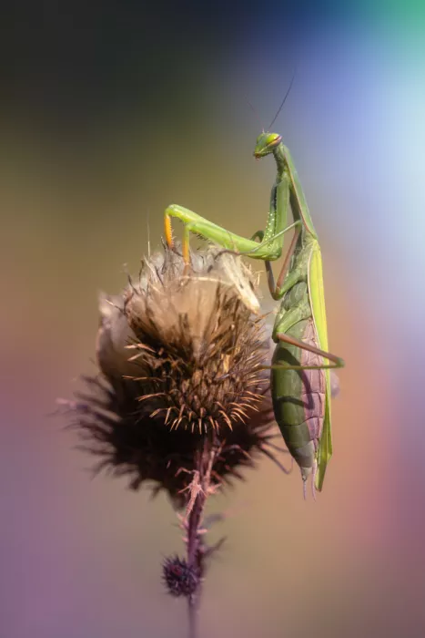 Daminelli, Fabrizio: Mantis religiosa