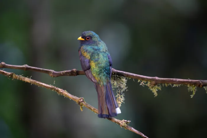 Yu, Tony: Masked Trogon