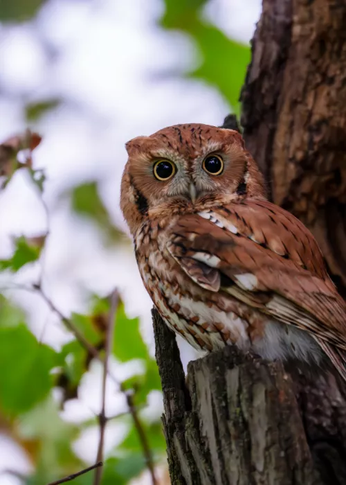 Wang, Victor: Eastern Screech Owl