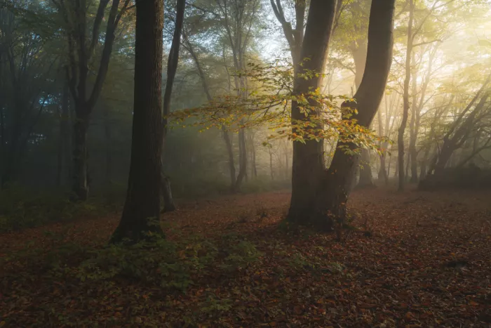 Coman, Ionut Alexandru: Goldener Morgen im Wald