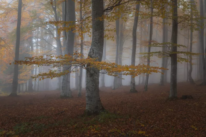 Coman, Ionut Alexandru: Herbstmorgen im Wald