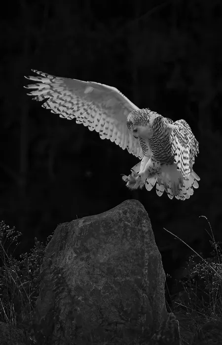 Huang, Johnson: Snow owl