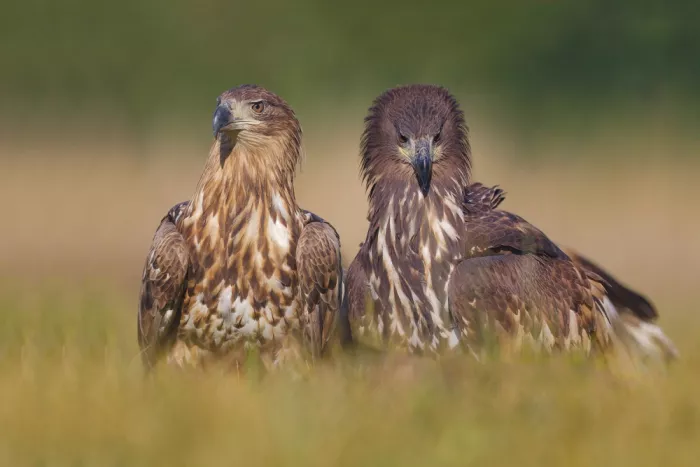 Manusevich, David: Aigles à queue blanche