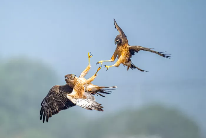 Lipinghu: Fighting in the sky