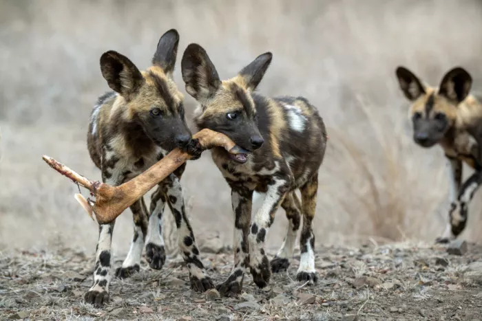 Helsen, Eddy: Wild Dogs