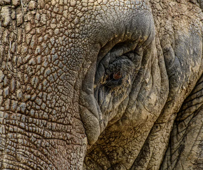 Siegel, S. Jerome: Elephant