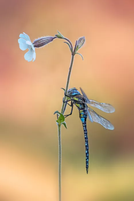 Daminelli, Fabrizio: Aeshna mixta