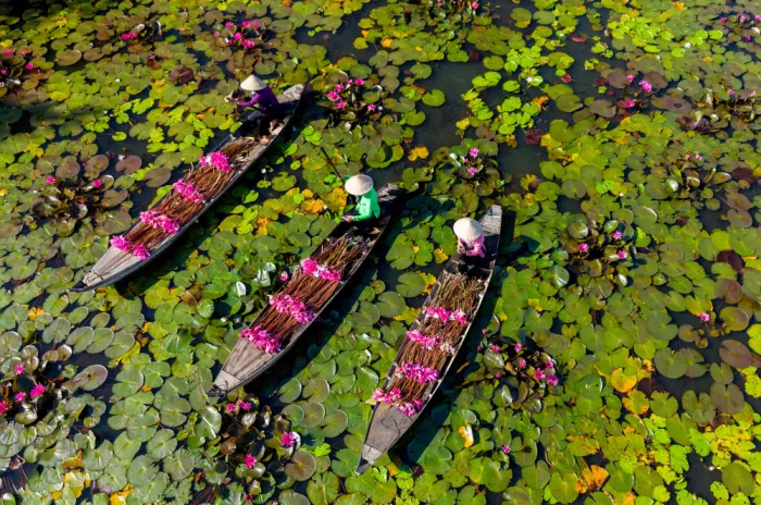 Truong, Van Tran: Water Lily Harvest in Mekong
