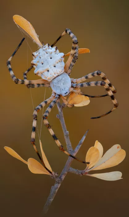 Karlinsky, Miron: Argiope