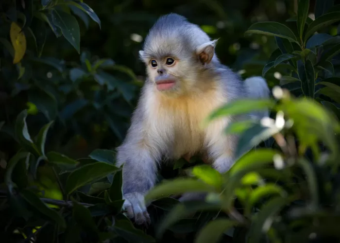 W, Joanna: Ein Baby-Affe - Stumpfnasenaffe aus Yunnan