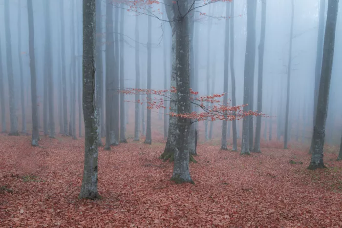 Coman, Ionut Alexandru: Später Herbst im nebligen Wald