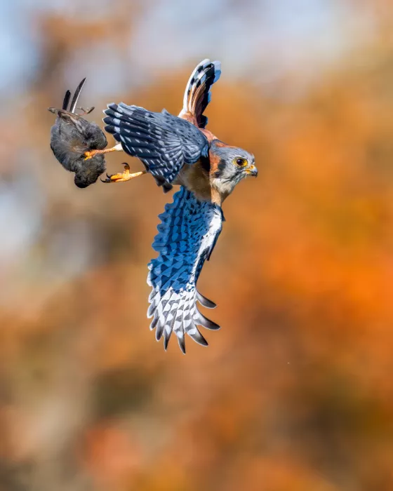 Wang, Victor: American Kestrel Flying with a Prey