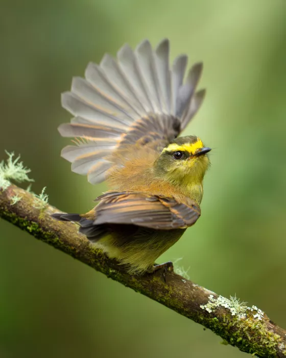 PEREZ, Lisandro: Yellow-bellied Chat-Tyrant
