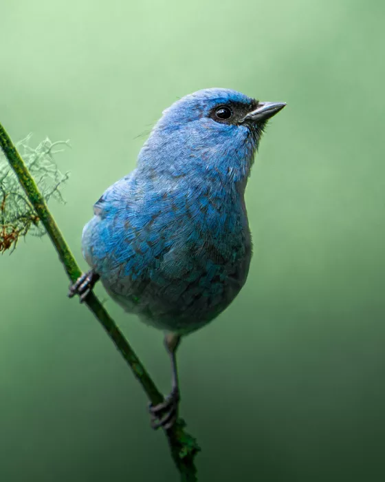 PEREZ, Lisandro: Blue-and-black Tanager