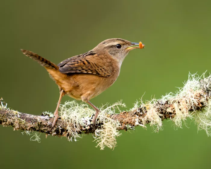 PEREZ, Lisandro: Grass wren