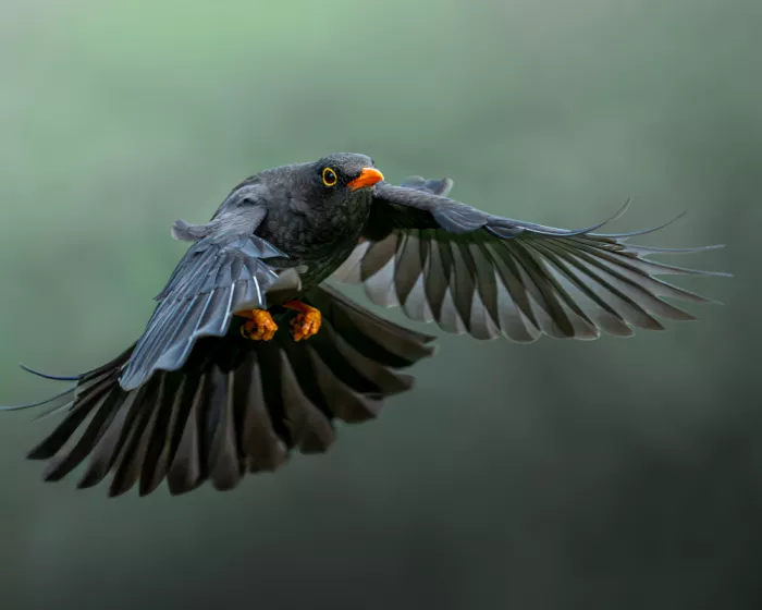 PEREZ, Lisandro: The Great Thrush