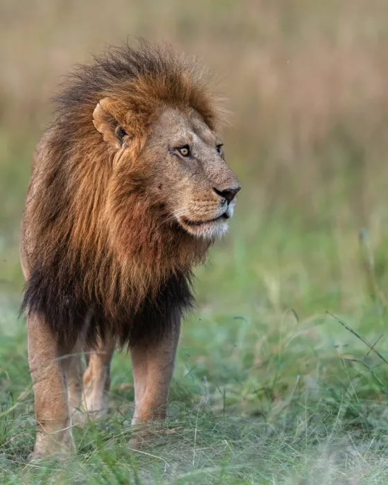 Bhatia, Yogesh: Le Roi