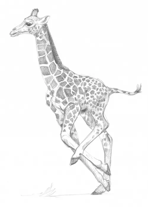 Brent, Isabelle: Giraffa