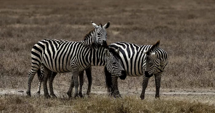 Domont, Jois: Three zebras playing  (Ngorongoro crater)