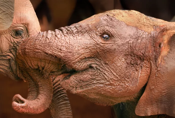Sink, C. Jeffrey: Baby pachyderms at play