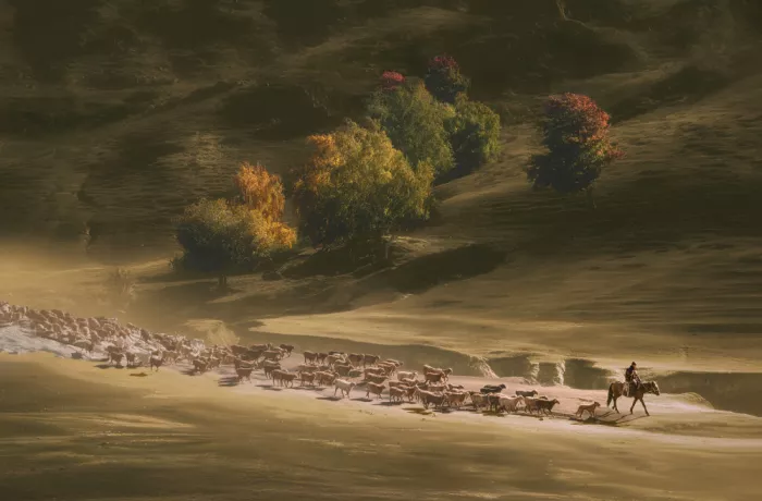 Hongchao, and Gu: El Camino del Pastor