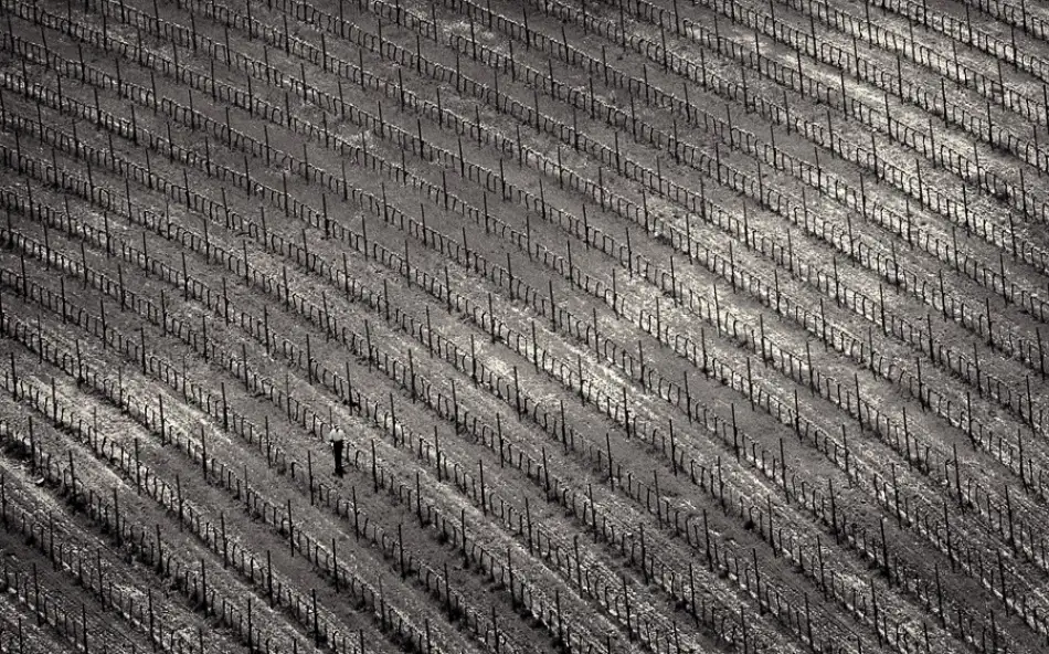 Gasperlin, Izidor: In the vineyard