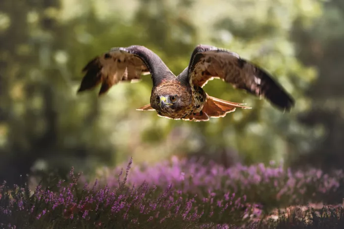 Firešová, Michaela: Wings of the Wild