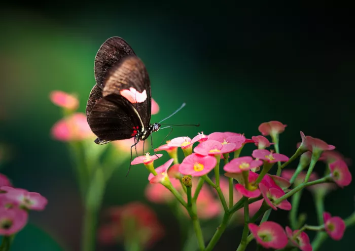 Lu, Ling: Pink Butterfly Dream
