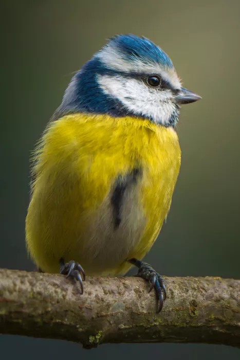 Nick, Noa: Blue tits