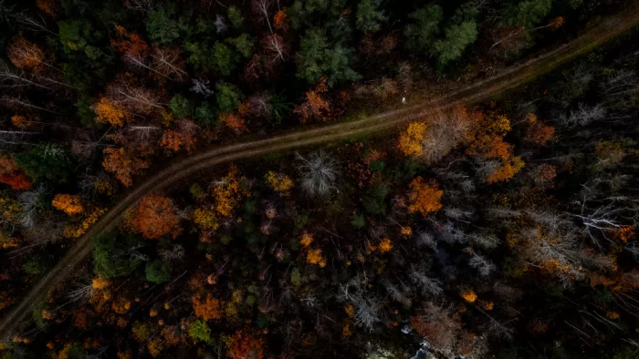 Kleimann, Stephanie: Schwedischer Wald