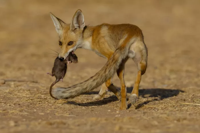 Manusevich, David: A fox holding its prey