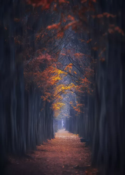 Seo, Tiger: Autumn in the Darkness