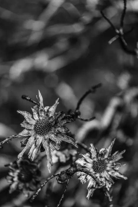 Clint, by Shot: Langage de la nature