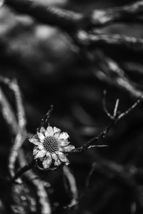 Clint, by Shot: Forme florale
