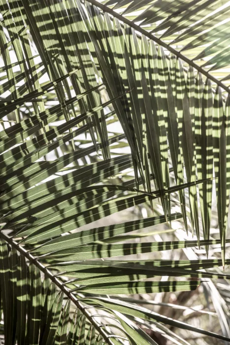 Clint, by Shot: Geometria delle Palme