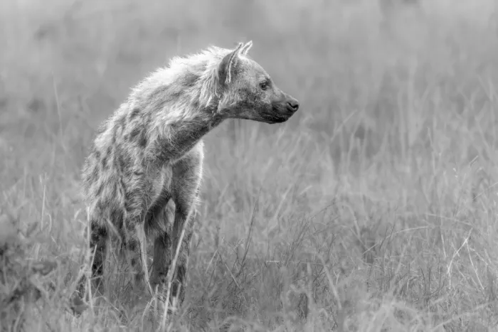 Haenen, Jeke: Hyena