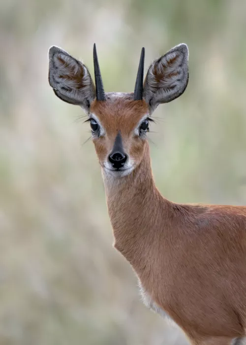 Helsen, Eddy: Springbuck