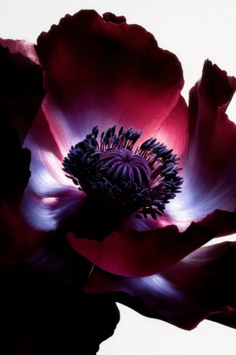 Minorstep: Florales en Chute de Lumière - Cœur Opale
